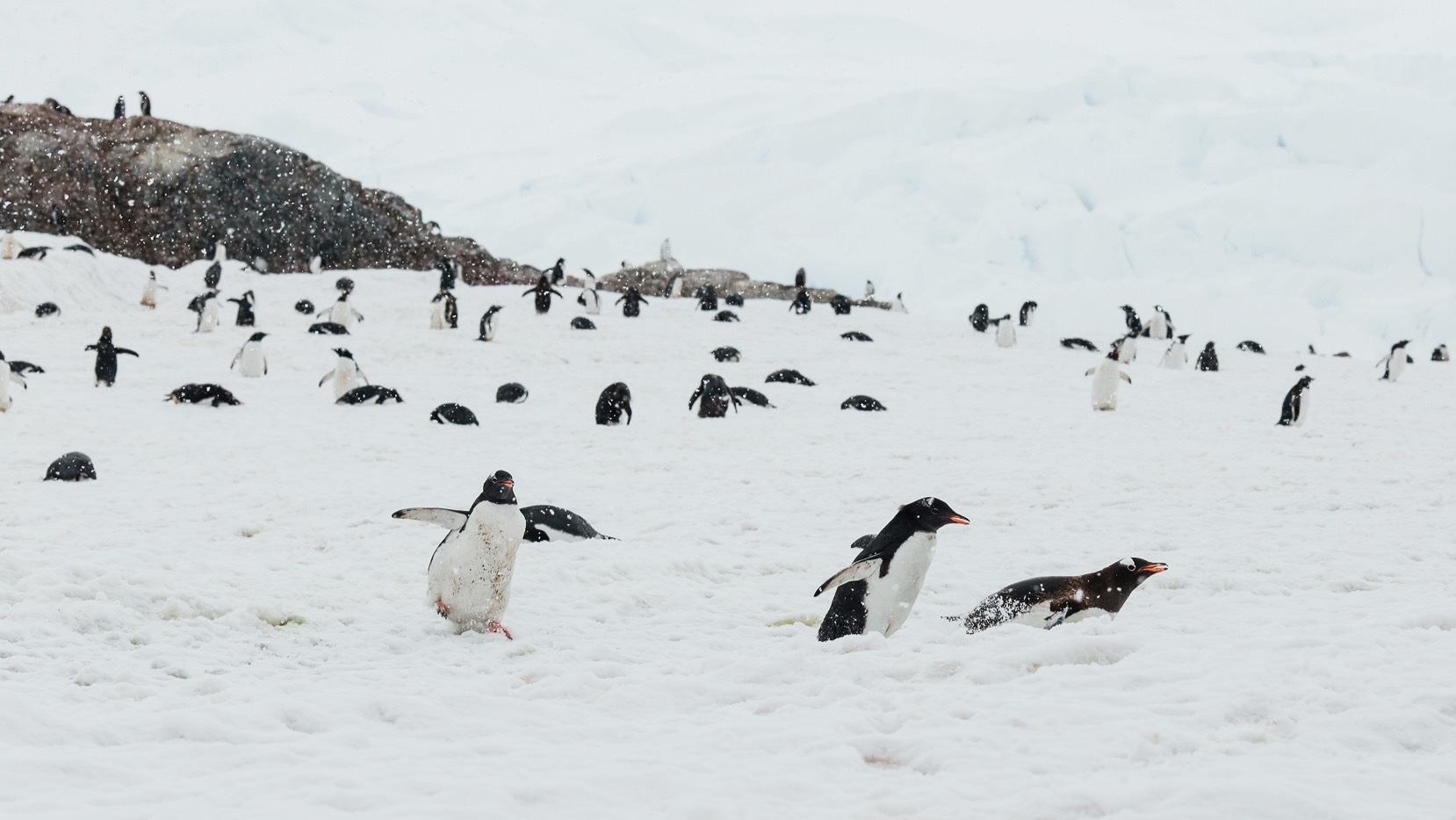 100 female scientists to Antarctica - support Theresa to join ...