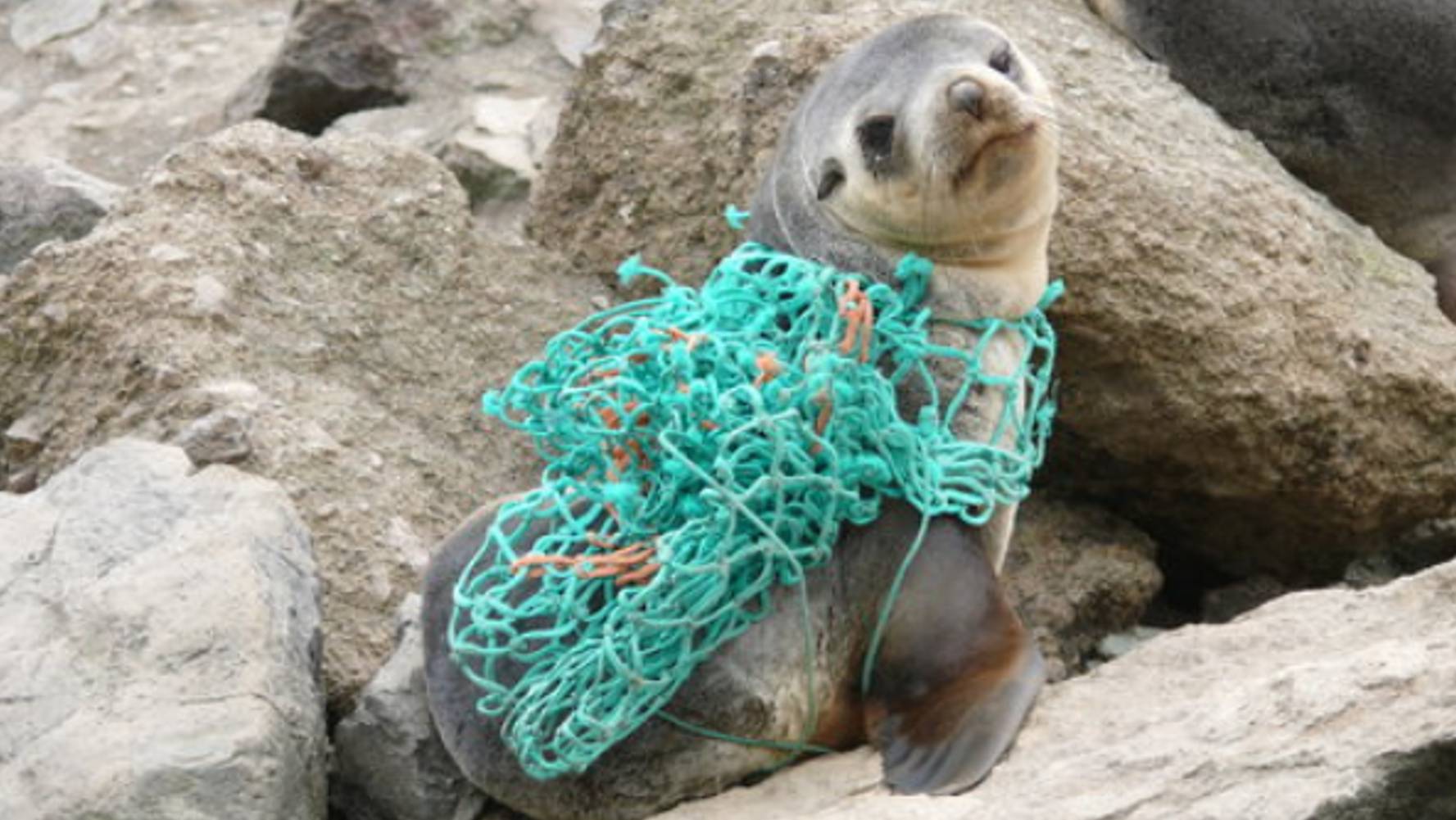Ghost Net and Derelict Vessel Removal | Chuffed | Non-profit charity ...