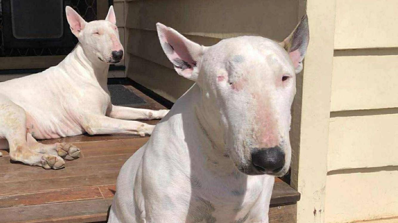 Help Miss Piggy Get The Dental Surgery She Desperately Needs