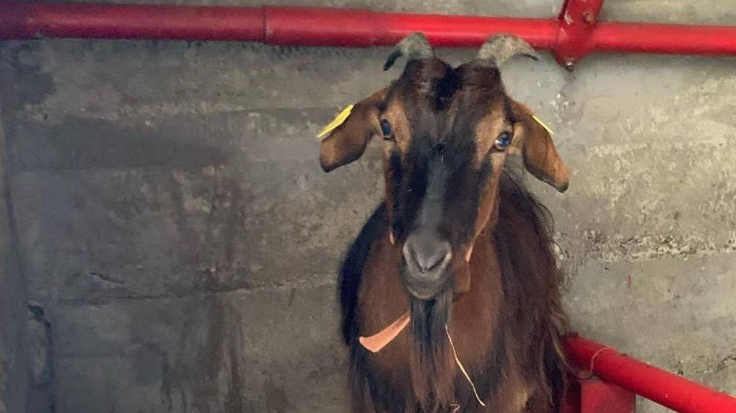 A Home for Our Goat Friend | Chuffed | Non-profit charity and social ...