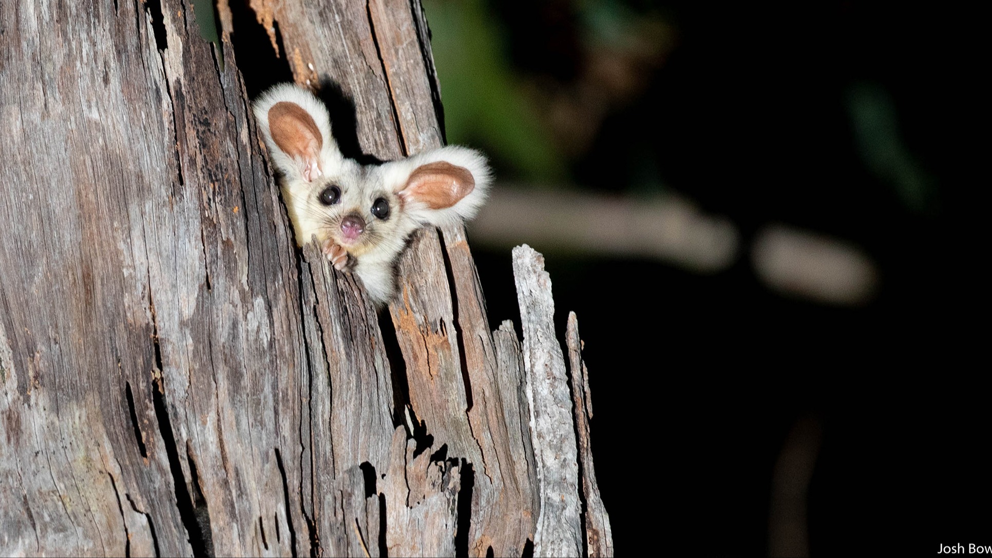 Keep Greater Gliders safe from planned burns Chuffed Nonprofit