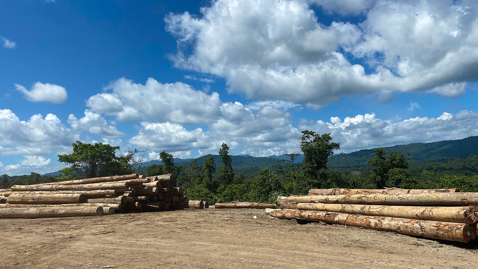 Help Stop International Logging Cartels in Vanimo Green | Chuffed | Non ...