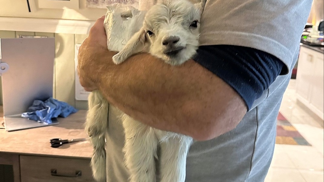 Help us rescue baby goats born at an abattoir | Chuffed | Non-profit ...