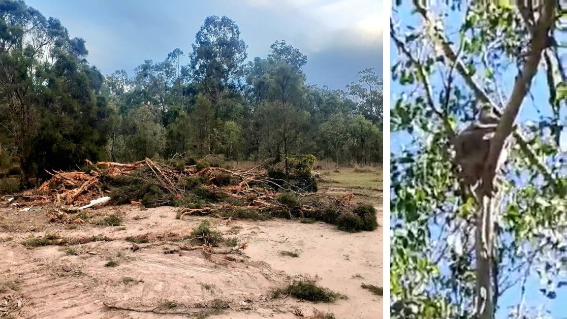 Koala habitat being destroyed, trees and their stories massacred