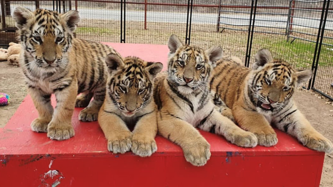 CARE's Triple Tiger Enclosure Campaign | Chuffed | Non-profit charity ...