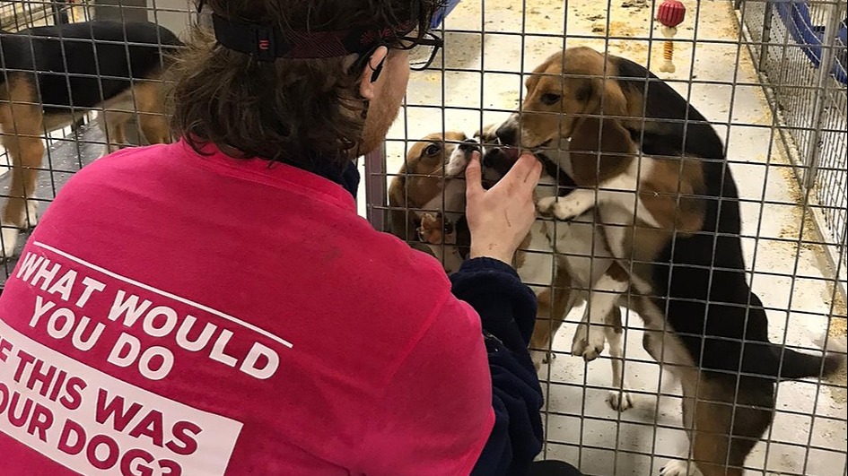 Eighteen Beagles Rescued! Help Us Rescue Animals in 2023 | Chuffed ...