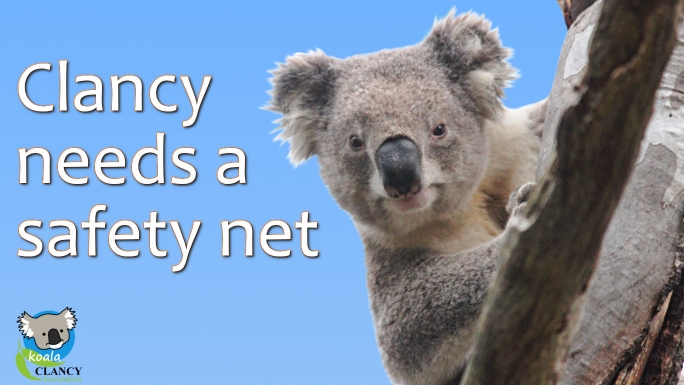 Give Koala Clancy a Safety Net | Chuffed | Non-profit charity and ...