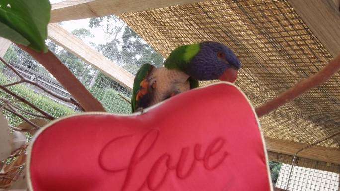 Help Give Australian Companion Birds a Voice! | Chuffed | Non-profit ...