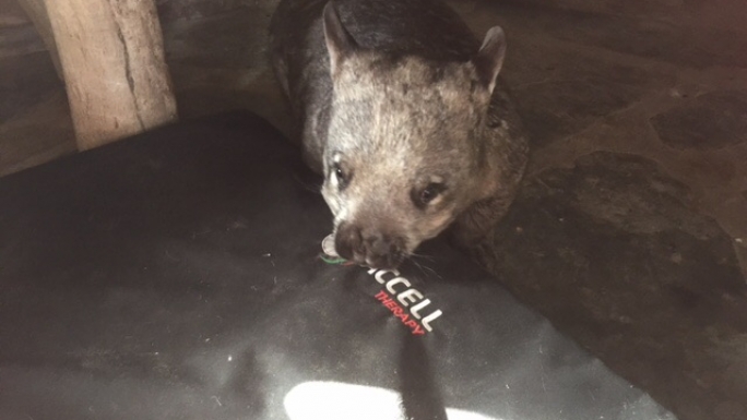 Donate a large Accell Therapy mat for the Wombat Awareness Organisation ...