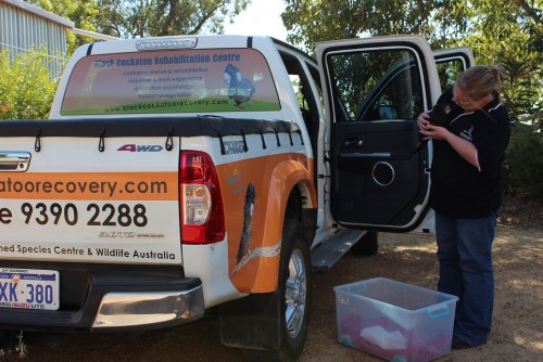 Our cockatoo ambulance on a rescue
