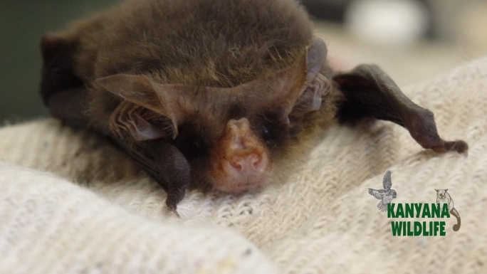 Build A Bat Aviary | Chuffed | Non-profit charity and social enterprise ...