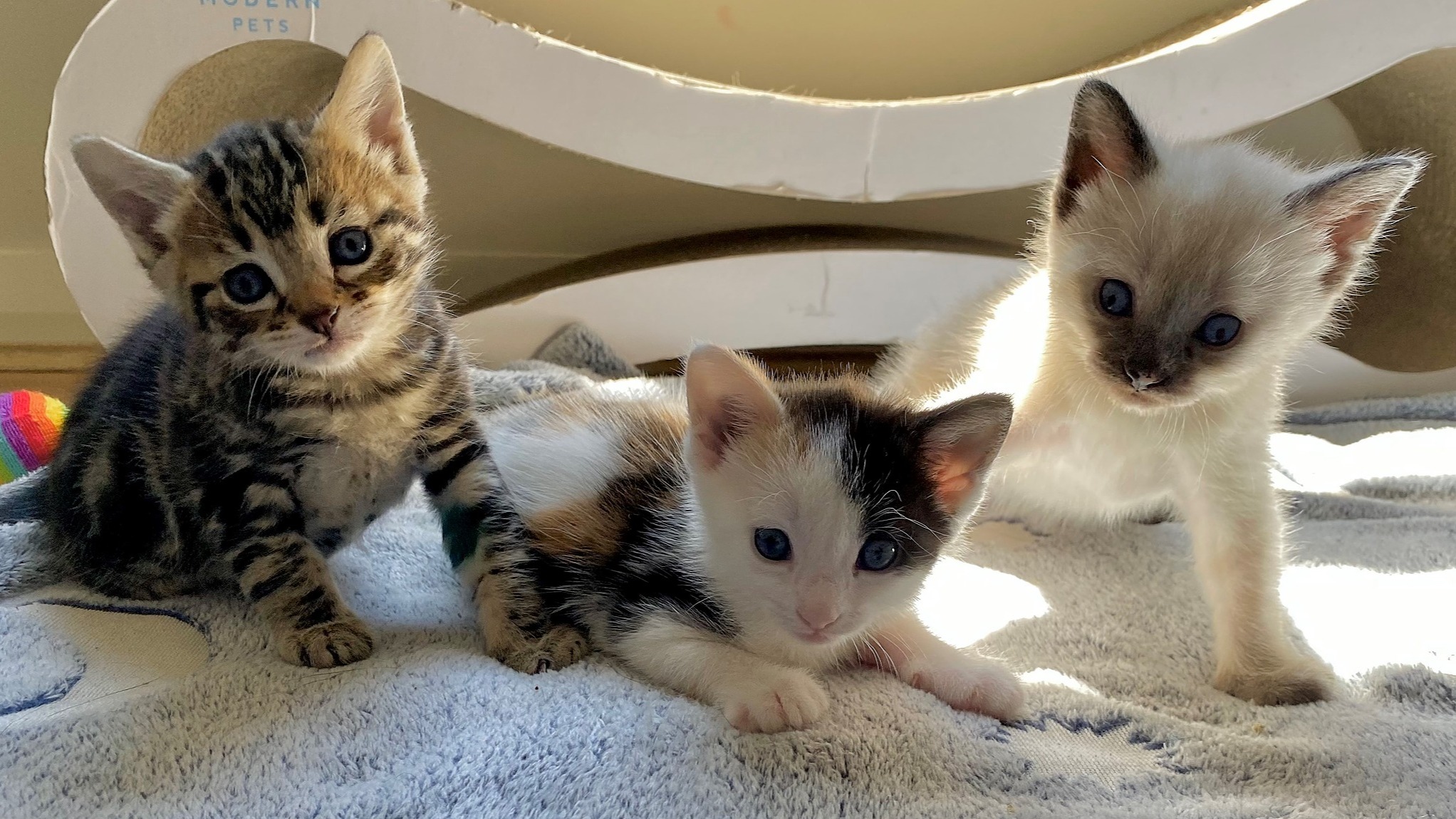 Help Save A Kitten from the Streets in Sydney! | Chuffed | Non-profit ...